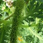 Setaria italica Virág