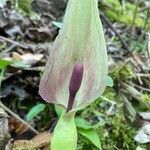 Arum maculatumFleur