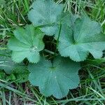 Alchemilla vulgaris برگ