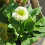 Bellis rotundifolia Flower