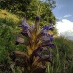 Phelipanche purpurea Fula