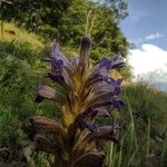 Orobanche purpurea Virág