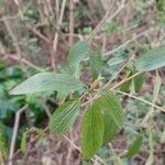 Ceanothus herbaceus Лист