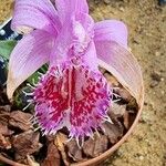 Pleione praecox Blomma