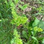 Cruciata glabra Blomst