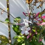 Jasminum officinale Blüte
