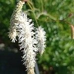 Sanguisorba alpina Flower