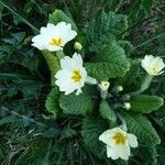 Primula vulgarisFlower