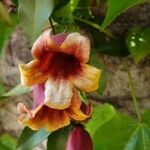 Bignonia capreolata Virág