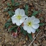 Oenothera albicaulis 叶