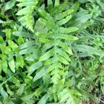 Polypodium californicum Hoja