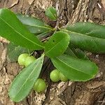 Elaeodendron brachycremastron Natur