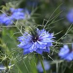 Nigella damascenaКвітка