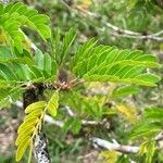 Calliandra surinamensis Leaf