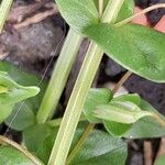 Lysimachia arvensis Azala