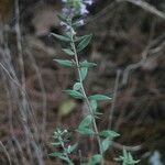 Micromeria graeca Leaf