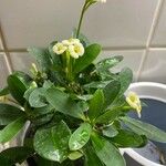 Euphorbia milii Blüte
