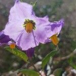 Solanum umbelliferum Λουλούδι