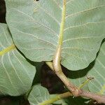 Licania arborea Leaf
