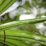 Pandanus purpurascens Hoja