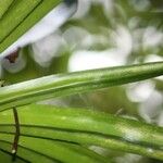 Pandanus purpurascens Blatt