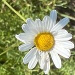 Tanacetum cinerariifolium Flor