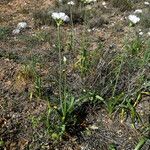 Allium roseum Buveinė