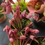Sarracenia psittacina Yaprak