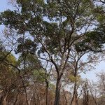 Marquesia macroura Hábito
