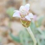 Chardinia orientalis Fleur