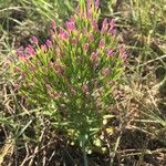 Centaurium tenuiflorum Elinympäristö