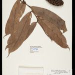 Heteropsis flexuosa Fruto