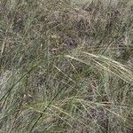 Stipa capillata Natur