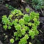 Sedum kimnachii عادت