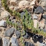 Amaranthus blitoides Blad
