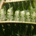 Thelypteris interrupta Folio
