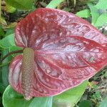 Anthurium andraeanum Flower