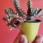 Huernia zebrina Λουλούδι