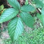 Rubus macrophyllus Blad