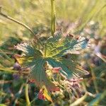 Geranium sylvaticum Blad