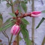 Centradenia inaequilateralis Flower