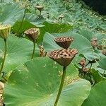 Nelumbo nucifera Frucht