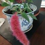 Acalypha herzogiana Květ