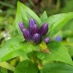 Gentiana clausa Blüte