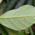 Ficus simplicissima Blatt