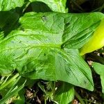 Arum italicum x Arum maculatum Hoja