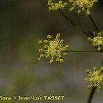 Seseli peucedanoides Flor