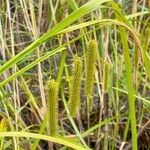 Carex pseudocyperus Frugt