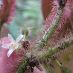 Clidemia mortoniana Flower