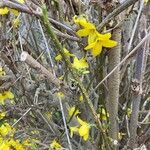 Forsythia viridissima Ŝelo